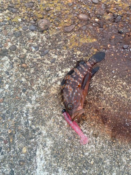 シーバスと根魚