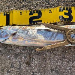 今年初釣果‼️