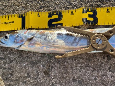 今年初釣果‼️