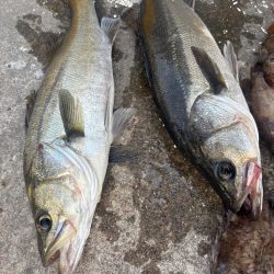 エビ撒き好調です