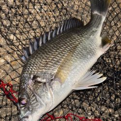 ヘチってきました