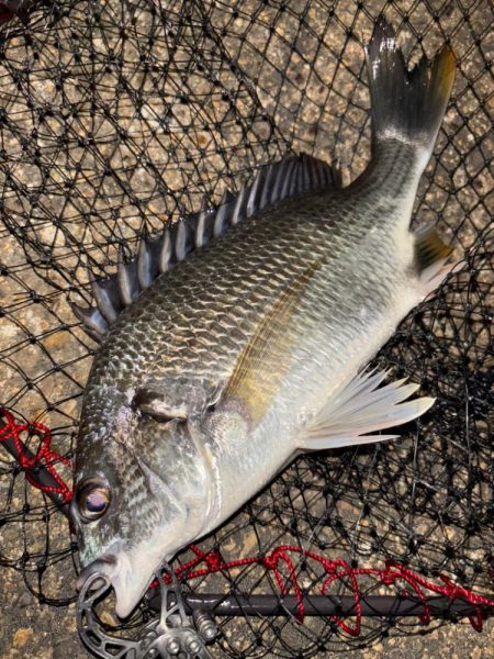 ヘチってきました