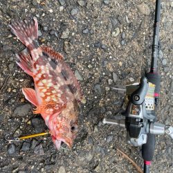 アジング&マイクロジギング