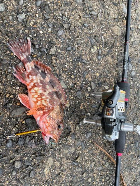 アジング＆マイクロジギング