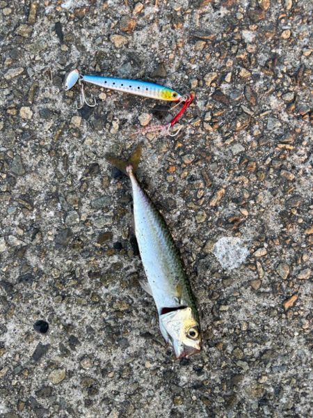 ジグサビキ　11