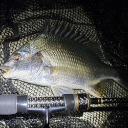 ガシラマンション発見