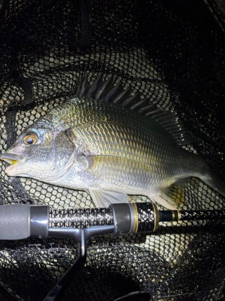 ガシラマンション発見