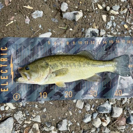 夏といえば…⁇☀️