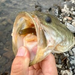 ホームグラウンド