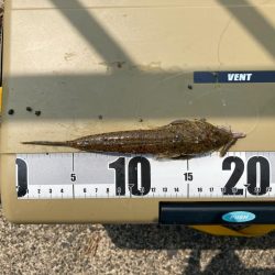 フグ少なし、キス多し。