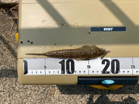 フグ少なし、キス多し。