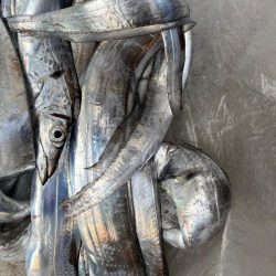 タチウオ 良型釣れた