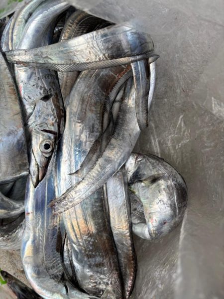 タチウオ  良型釣れた