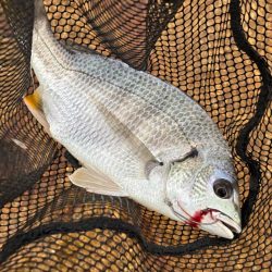 チニングとライトゲーム