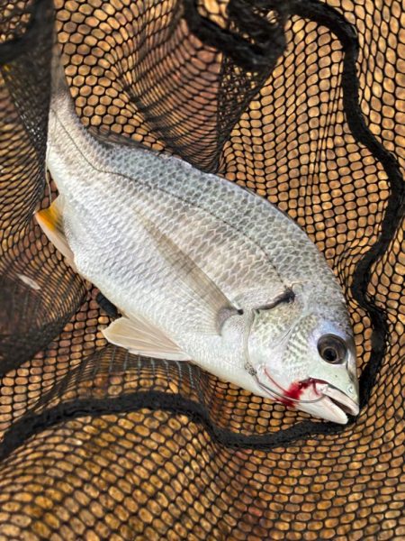 チニングとライトゲーム