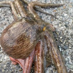 デイアコウがんばる・・・アコウ1・タコ少々