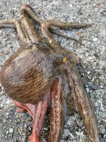 デイアコウがんばる・・・アコウ1・タコ少々