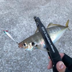 ソウダガツオと良型アジ