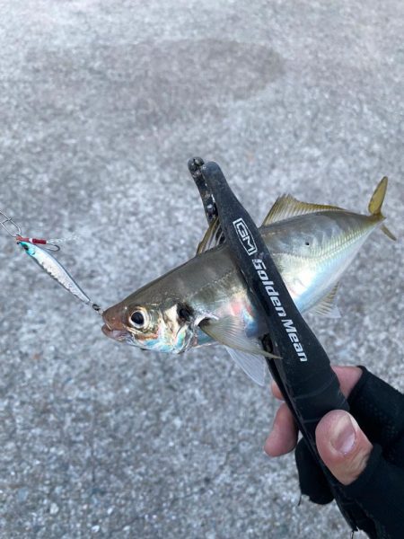 ソウダガツオと良型アジ