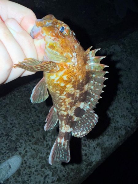 疲れた身体に癒しを求めて…