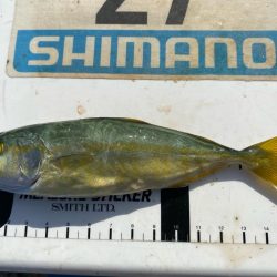 シロギスタ:短時間でボチボチと