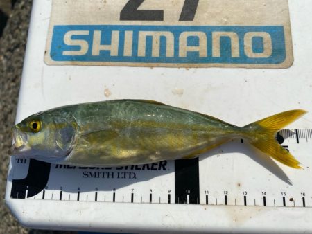 シロギスタ:短時間でボチボチと