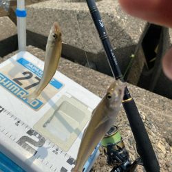 シロギスタ:ようやく通常運行？