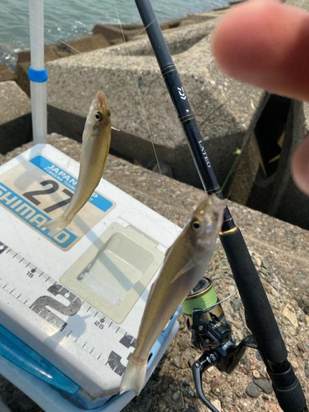 シロギスタ:ようやく通常運行？