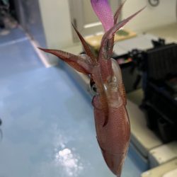 ケンサキイカ/オモリグ・イカメタル