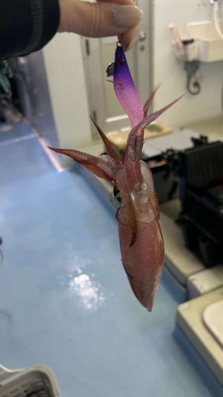 ケンサキイカ/オモリグ・イカメタル