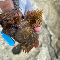 ロックフィッシュデイ