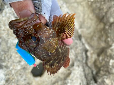 ロックフィッシュデイ