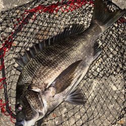 ヘチってきました