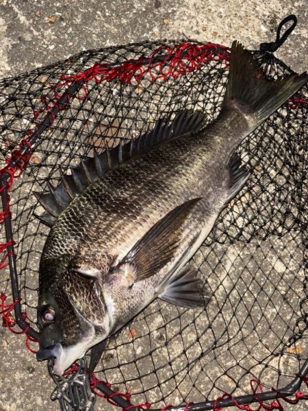 ヘチってきました