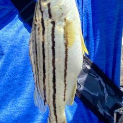 短時間でも十分な釣果出てます!