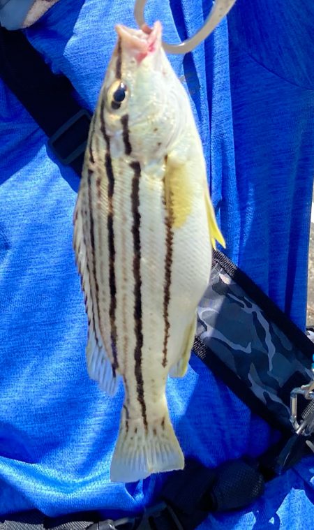 短時間でも十分な釣果出てます!