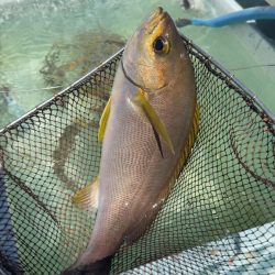 根魚/落とし込み