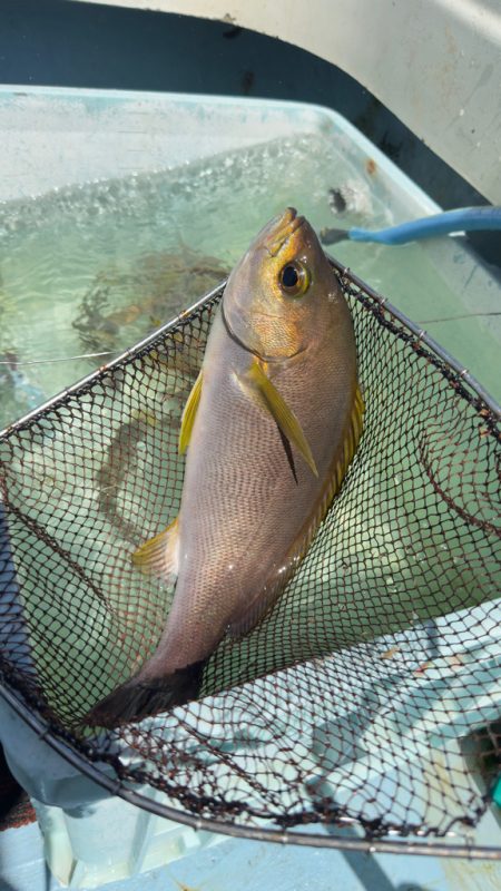 根魚/落とし込み