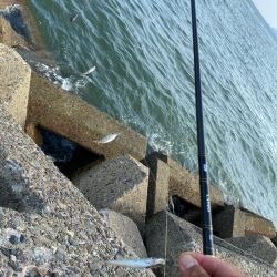 シロギスタ:油断はできないが…