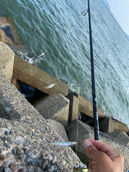 シロギスタ:油断はできないが…