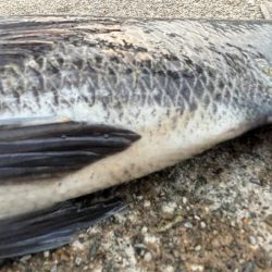 エビ撒きでチヌ釣れました