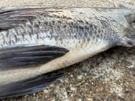 エビ撒きでチヌ釣れました