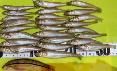 キスのランガン