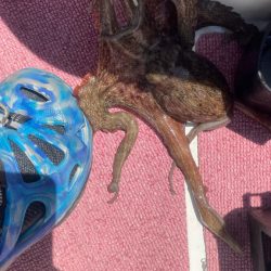 タチウオどこ？タコどこ？（苦笑）