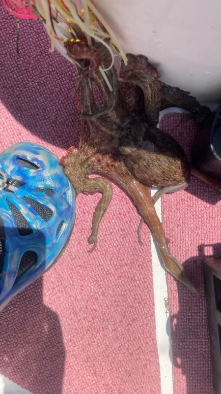 タチウオどこ？タコどこ？（苦笑）