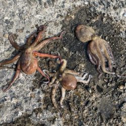 今年初タコ釣り