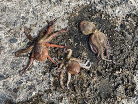 今年初タコ釣り