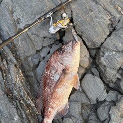 狙い通りと嬉しい外道