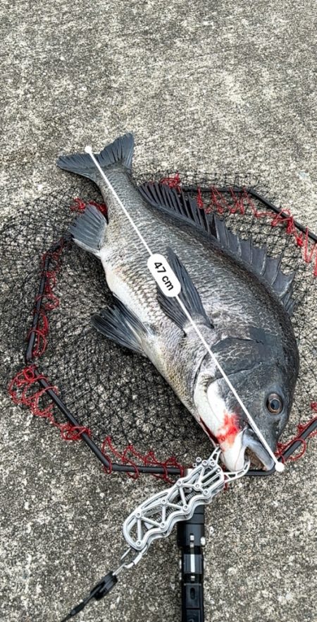 ヘチってきました