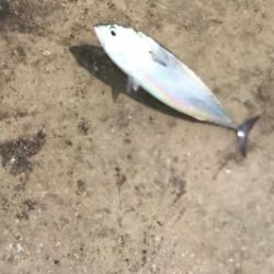 メジカ探しの旅